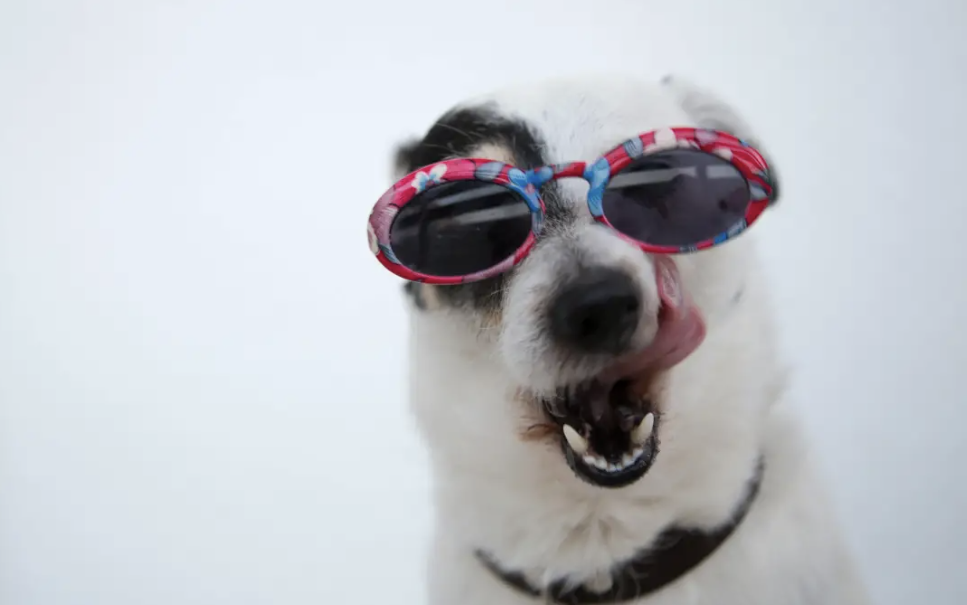 A dog wearing sunglasses sticks his tongue out
